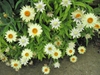 Helichrysum bracteatum
