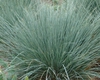 Helictotrichon sempervirens