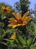 Flowers and foliage