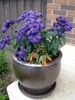 Ceramic planter with purple Heliotrope and red begonia