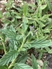 Green leaves with hairs