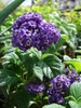 Purole flower clusters and green leaves