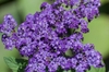clusters of purple flowers.