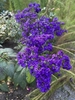 clusters of purple flowers.