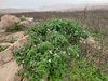 Growing in its native Peru habitat