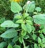 Green leaves