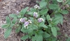 Form in bloom