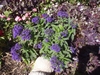Plant with purple flowers