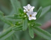 White tubular flowers on fuzzy leaves