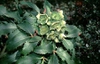 Helleborus argutifolius