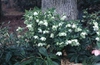 Helleborus niger