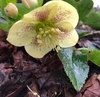 Flower soft yellow with red speckles and many stamens.