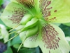 Close-up of the green carpels after the stamens have fallen.