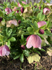 Leafy shoots bearing pendulous pink flowers near the ground
