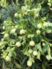 Helleborus foetidus