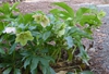 Helleborus x hybridus