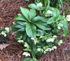 Plant with toothed compound leaves and white flowers.