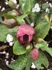 Leafy shoots bearing dark pink flowers.