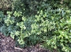 Helleborus foetidus