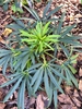 Helleborus foetidus