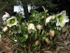 Flowers and leaves