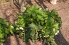 Helleborus orientalis