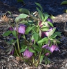 Helleborus x hybridus