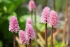 spikes of pink flowers