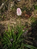 rosette of strap leaves & single erect spike of pink flowers.