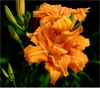 Hemerocallis