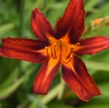 Hemerocallis