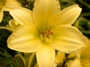 Hemerocallis