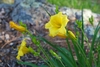 Golden yellow flowers over grassy foliage