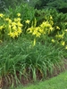 Tall stems bearing yellow flowers. Grassy foliage below.