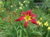 Daylily flower that is red with a yellow throat.