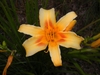 6 Petalled Flower - Summer - Buncombe Co., NC