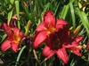 Hemerocallis hybrida