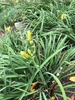 Hemerocallis hybrida