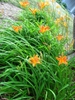 Hemerocalis fulva