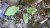 Three heart-shaped leaves
