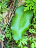 Leaf detail of a heart-shaped leaf