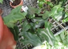 Gowing in a pot