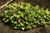 Form of several plants in native habitat