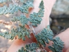 Closeup of fronds