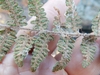 Underside of frond