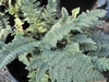 fern with hairs on fronds.