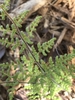 Leaves in spring