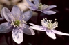 Close up of flower