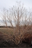 Heptacodium miconioides Fall Form
