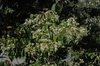 Heptacodium miconioides
